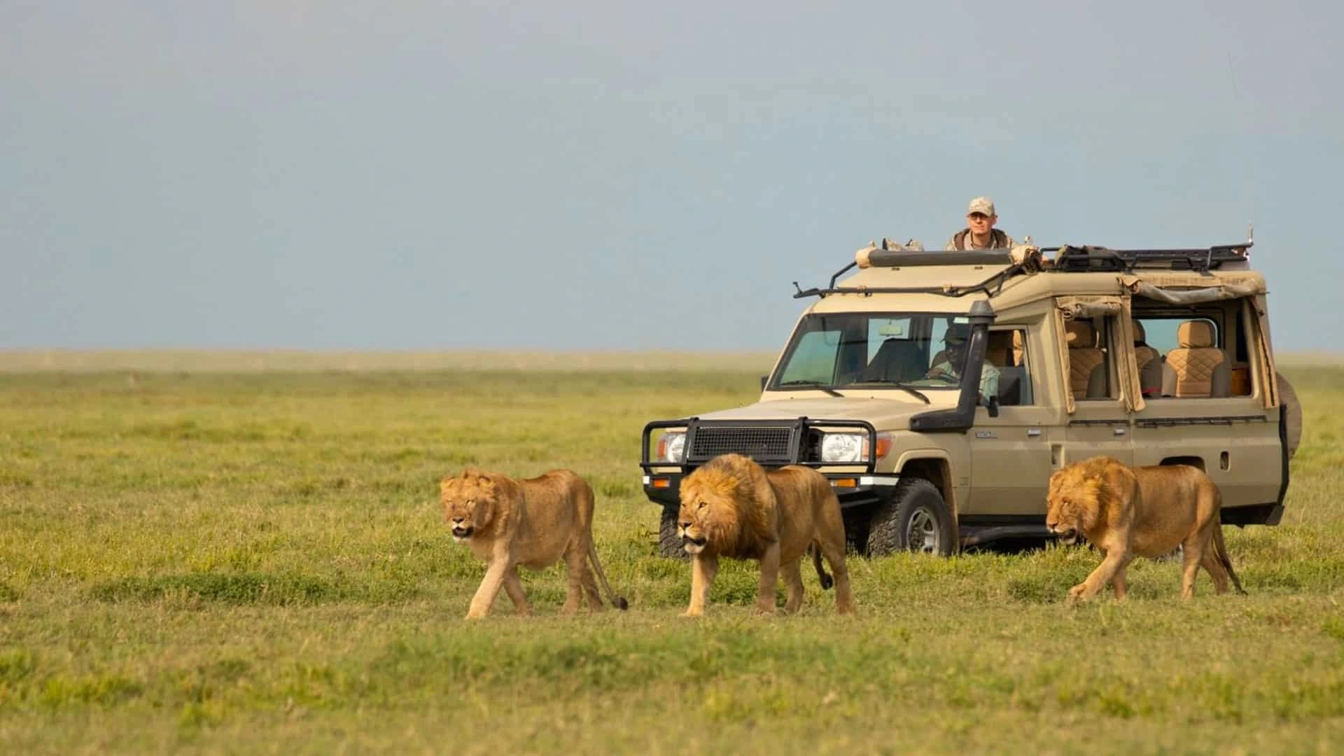 Luxury Wildlife Tours & Safari Packages